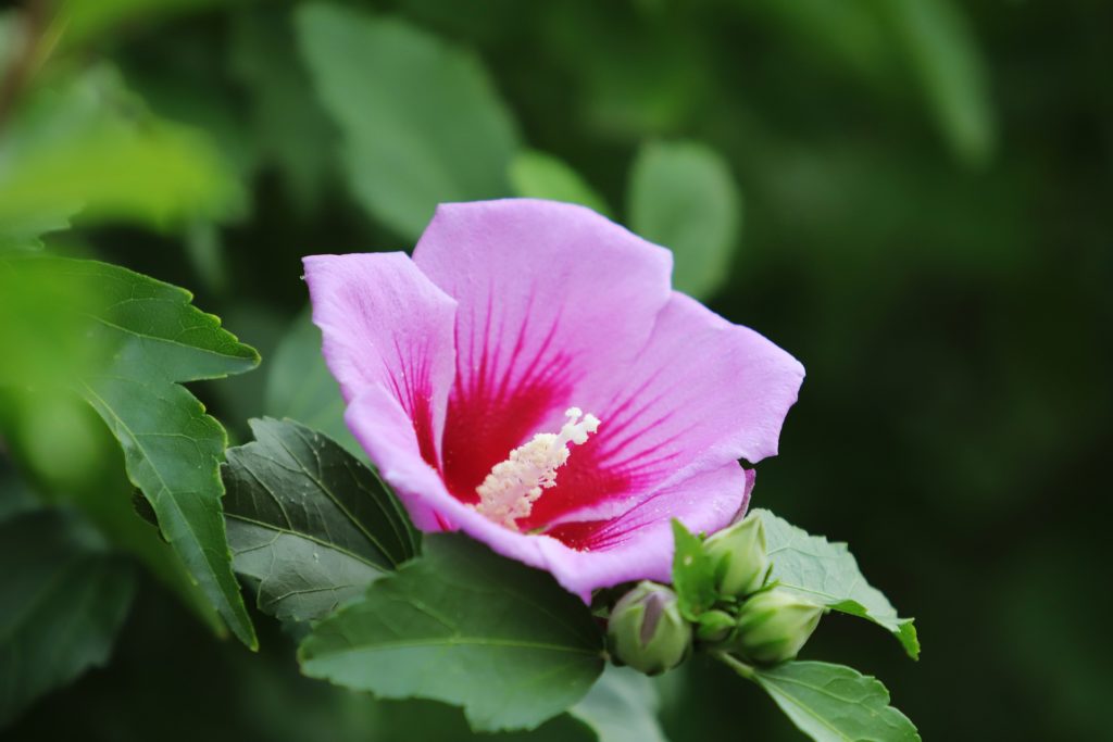 韓ドラ 野望 財閥 出生の秘密てんこもり女王の花